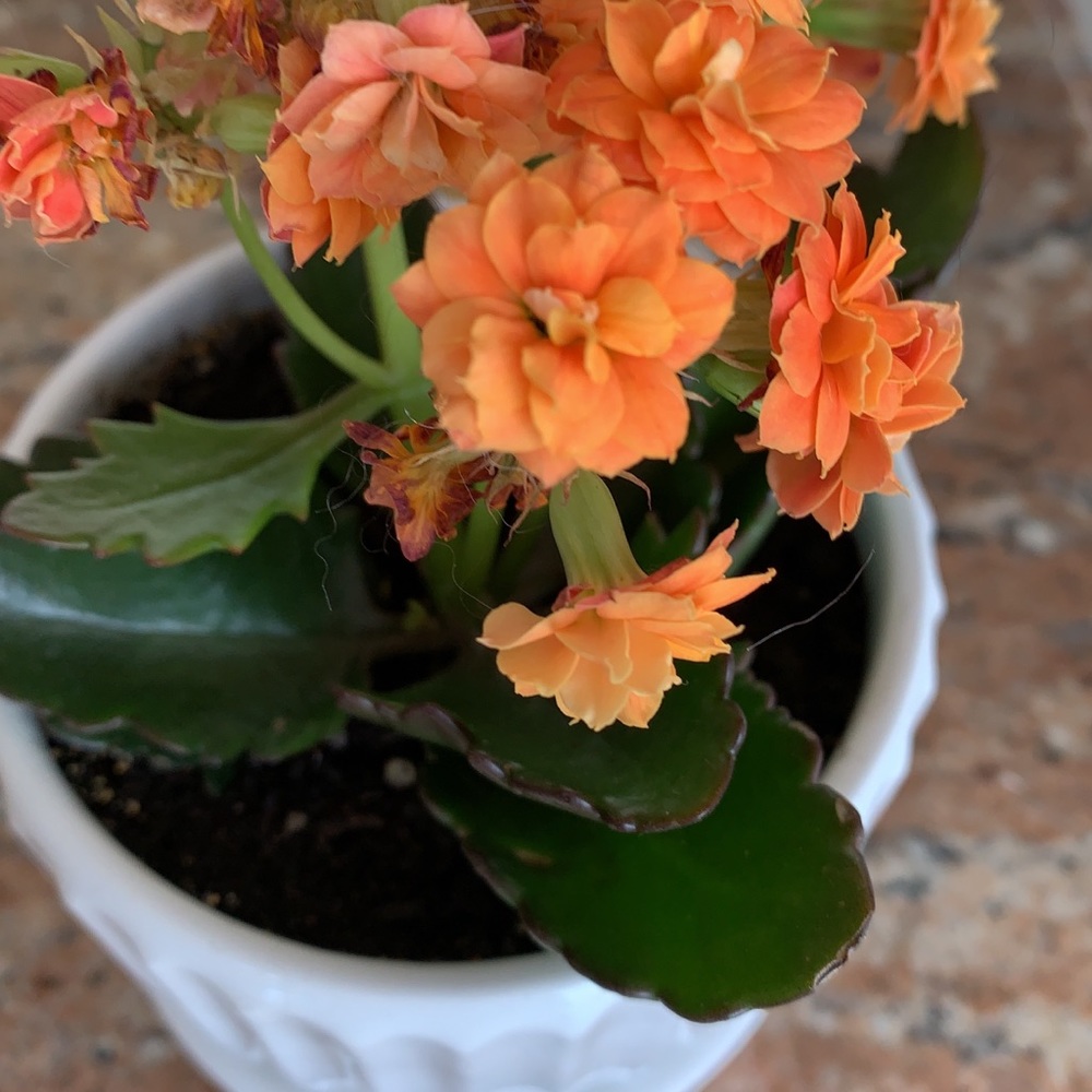 Meet your Posher, Janet